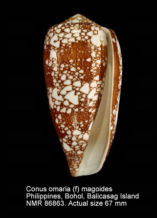 Conus omaria (f) magoides.jpg - Conus omaria (f) magoides Melvill,1900